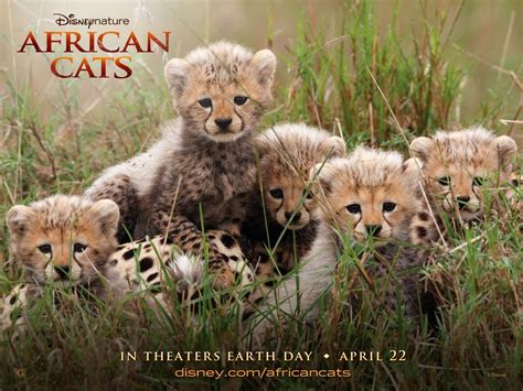 Африканские кошки: Королевство смелых
 2024.03.28 23:22